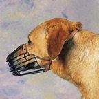 Dog Training Denver Muzzle